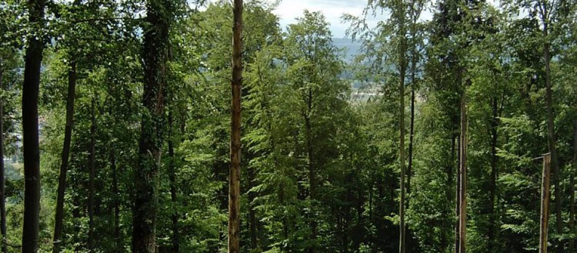info_forstbetrieb